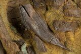 Hadrosaur Tendons, Bones, and Rooted Tooth in Sandstone - Wyoming #303395-3